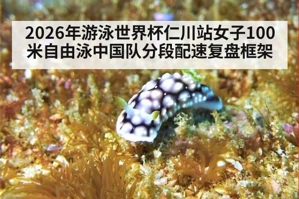 2026年游泳世界杯仁川站女子100米自由泳中国队分段配速复盘框架
